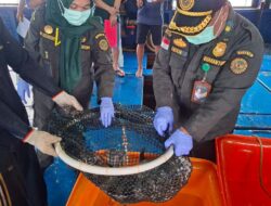 Natuna Kembali Ekspor Ikan Hidup Bernilai Rp1,2 Miliar ke Pasar Hongkong