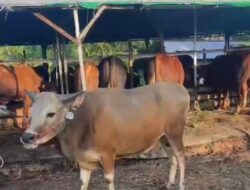 PT Bataminfo Media  Utama   tahun ini Qurban 1 sapi dan  8 ekor kambing