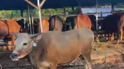PT Bataminfo Media  Utama   tahun ini Qurban 1 sapi dan  8 ekor kambing