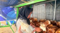Budidaya Jamur Hasil Karya Warga Binaan LPP Batam Panen