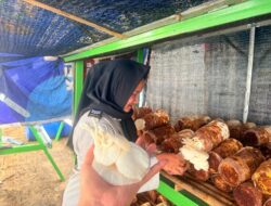 Budidaya Jamur Hasil Karya Warga Binaan LPP Batam Panen