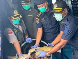Ekspor Ikan Hidup Natuna Terus Meningkat, Karantina Kepri Jamin Kualitas dan Keamanan