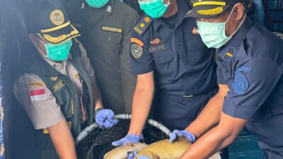 Ekspor Ikan Hidup Natuna Terus Meningkat, Karantina Kepri Jamin Kualitas dan Keamanan