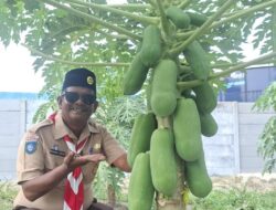 60 Pohon Pepaya California Disperindagkop Lingga Kini Berbuah Lebat