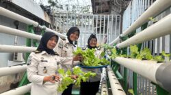 Dukung Program Ketahanan Pangan, Lapas Perempuan Batam Laksanakan Panen Selada