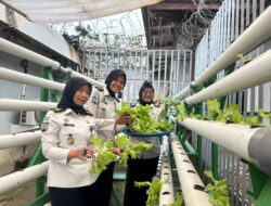 Dukung Program Ketahanan Pangan, Lapas Perempuan Batam Laksanakan Panen Selada