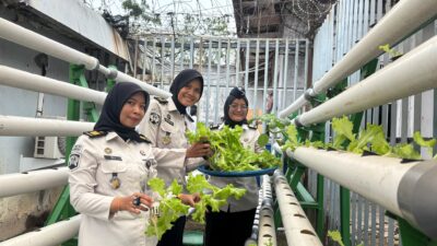 Dukung Program Ketahanan Pangan, Lapas Perempuan Batam Laksanakan Panen Selada